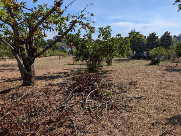Monte di Cassano: graziosa casetta rurale + mq. 2.928 di terreno - Foto 8