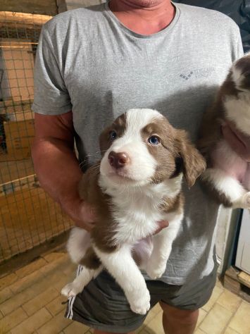Cuccioli di Border Collie - Foto 6