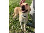 Lily 2 anni mix labrador
