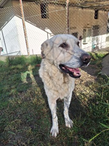 ORSO MAGNIFICO CARATTERE CANE IN ADOZIONE - Foto 4