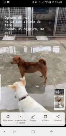 Marsia dolce cagnolina taglia piccola in canile - Foto 2