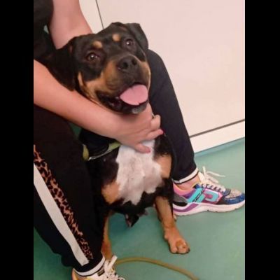 Janette mamma, Jordan papà, Soraya cucciola, cani in adozione