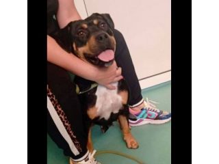 Janette mamma, Jordan papà, Soraya cucciola, cani in adozione