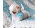 CHIHUAHUA TOY CUCCIOLI BICOLORE pag rateale