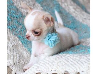 CHIHUAHUA TOY CUCCIOLI BICOLORE pag rateale
