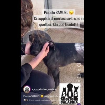 SAMUEL DOLCISSIMO CUCCIOLO IN ADOZIONE - Foto 4