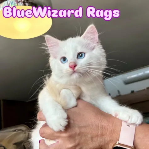 Cuccioli Ragdoll - Foto 2