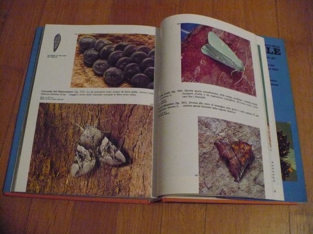 FARFALLE - Foto 2