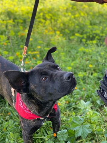 Adil il magnifico cane da adottare - Foto 3