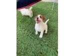 Jack Russell (con pedigree ENCI)