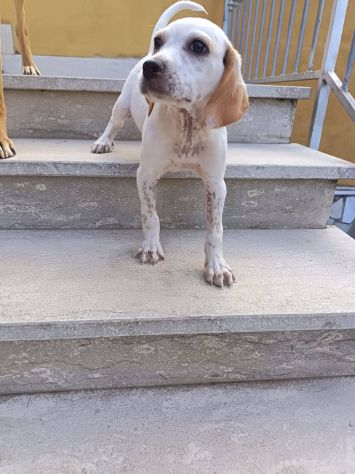 Romeo cucciolo - Foto 4