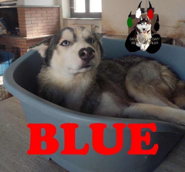 Adozione di coppia - Siberian Husky - Foto 2