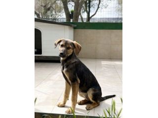 Regalo cuccioli mix Labrador pastore