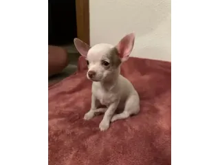 Cuccioli di Chihuahua Pelo corto