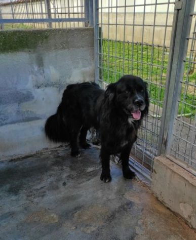CANE IN ADOZIONE: NADAL, adorabile tenerone. - Foto 8