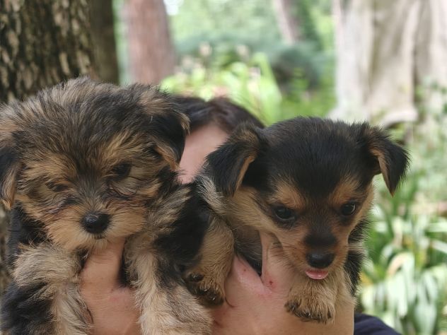 Cucciole di Yorkshire Terrier - Foto 2