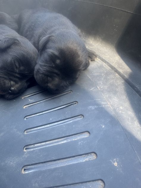 Cuccioli di Labrador miele e neri a Spoleto (PG) - Foto 5
