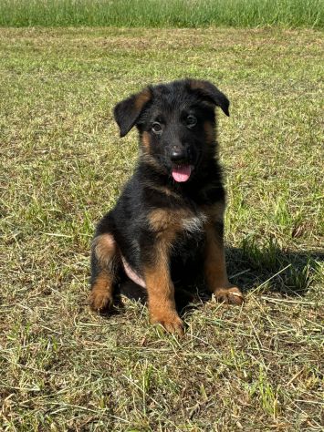 Cuccioli di pastore tedesco - Foto 3
