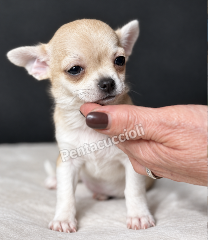 Gloria - Chihuahua toy femmina di 3 mesi, dolce e mansueta - Foto 3