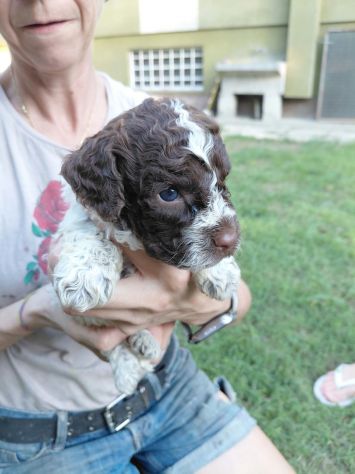 Lagotto romagnolo da tartufo - Foto 3