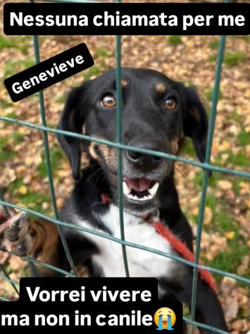 GENEVIEVE E GERALDINE 15 KG PER DUE, DALLA STRADA AL CANILE ADOZIONE - Foto 3