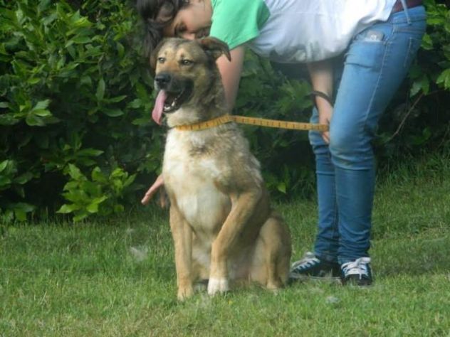 FREDDI, il miglior amico dell'uomo - Foto 2