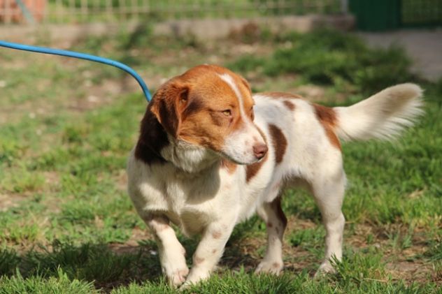 CARLO, delicato mix Jack Russell - Foto 4