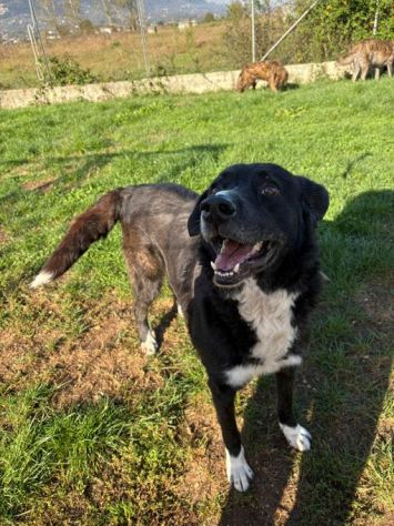 BENNY , UNA PICCOLA TENEREZZA, CANE IN ADOZIONE TG MEDIO CONTENUTA - Foto 9