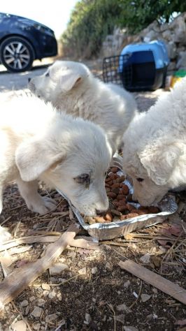 CUCCIOLI 2 MESI TAGLIA MEDIA GRANDE - Foto 5