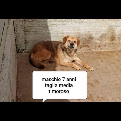 CANI IN ADOZIONE URGE AIUTARLI - Foto 5