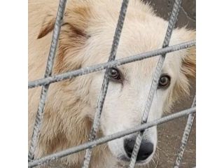 CECCO TENERO E GIOVIALE CAGNOLINO IN ADOZIONE