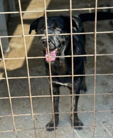 TRONKY UN GIOIOSO COCCOLONE: CANE IN ADOZIONE 1 ANNO - Foto 6
