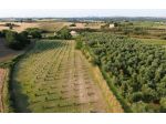 Terreno agricolo in vendita a Canino 110000 mq  Rif: 1194346