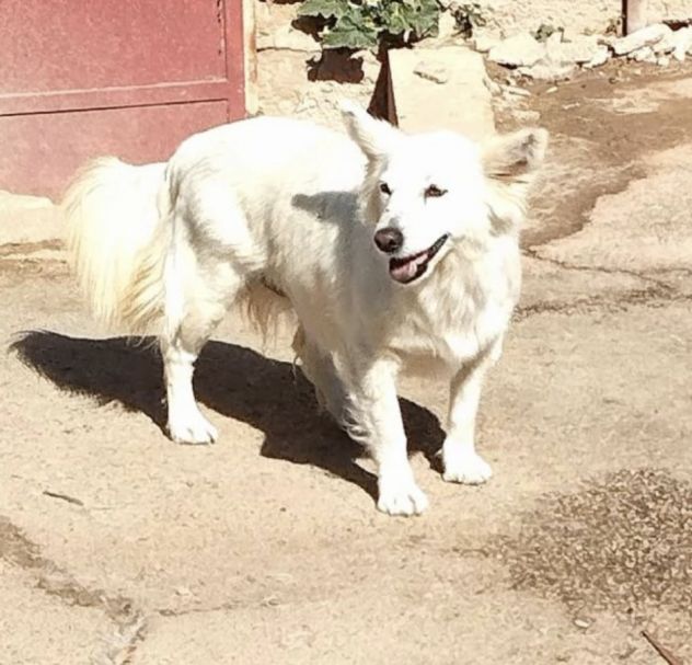 Una famiglia per la cagnolina Mary - Foto 7