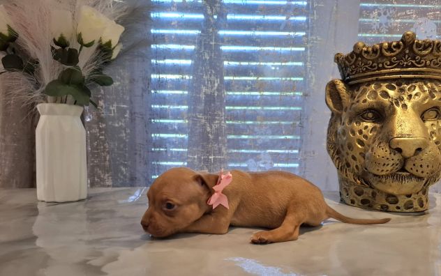 Meravigliosi cuccioli di Pitbull - Foto 5