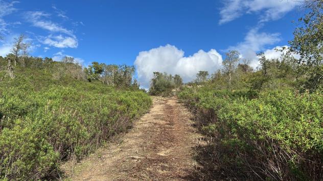 terreno agricolo in vendita ad Arzachena