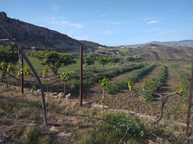 Appezzamento di terreno agricolo di mq 32.621 catastali ( uliveto di mq 17.644) - Foto 4