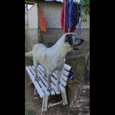 JAGO GIOCHERELLONE ED ALLEGRO CANE IN ADOZIONE - Foto 5