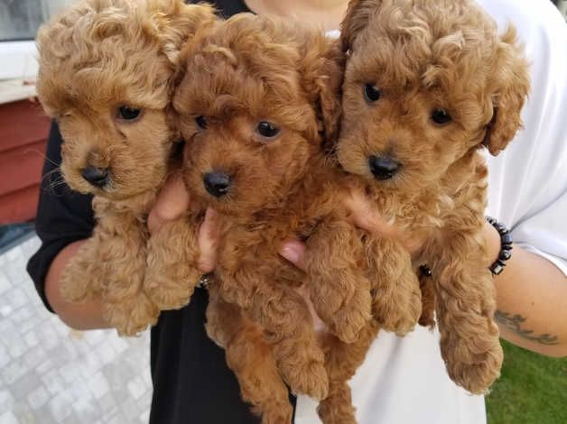 Cuccioli di Barboncino Toy