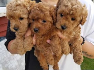 Cuccioli di Barboncino Toy