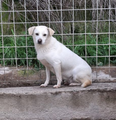 LUCE 7 ANNI 12 KG - Foto 3
