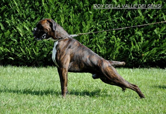 BOXER CUCCIOLI VENDO A VERONA- BOXER CUCCIOLI VENDO A VICENZA - Foto 7