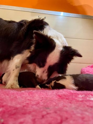 Border Collie cuccioli - Foto 5