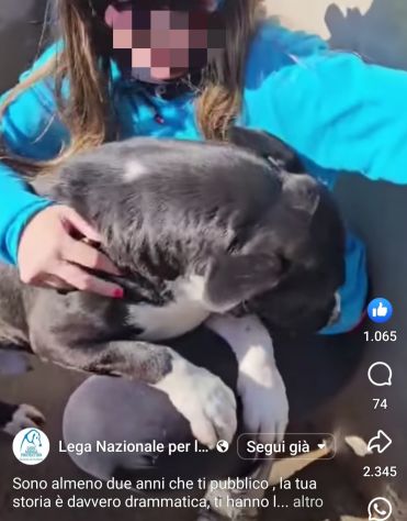 SILVESTRO DESIDERIO DI CAREZZE CANE IN ADOZIONE - Foto 6