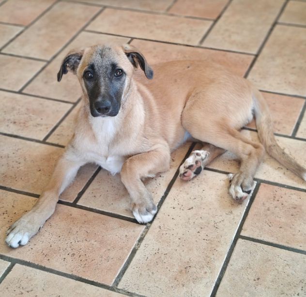 MOLLY, 8 MESI E MEZZO (13/01/26), ABBANDONATA SENZA RICHIESTE!! - Foto 5