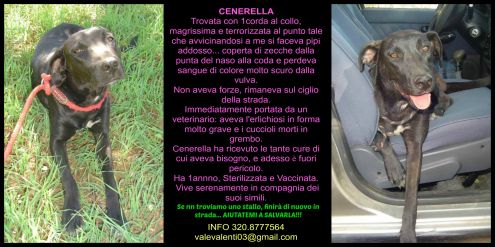 Cani urgentissimi II