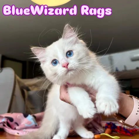 Cuccioli Ragdoll - Foto 4