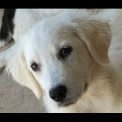 SMILLA GIOVANE CAGNOLINA IN ADOZIONE - Foto 8