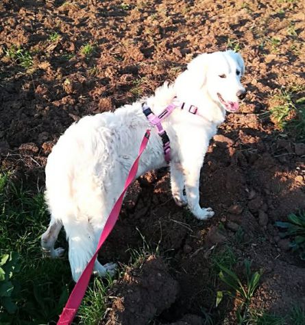 MUFFIN 4-5anni dolce allegro speranzoso - 20kg - Foto 5