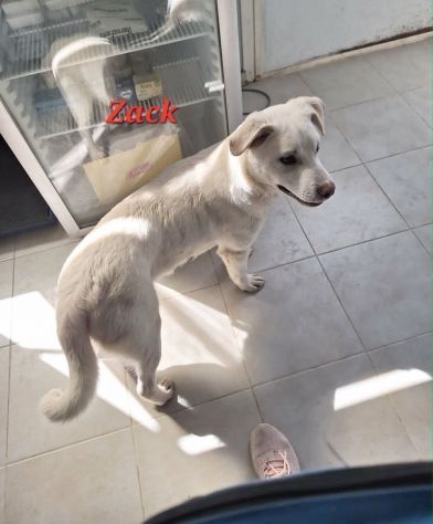 Zac in adozione - Foto 5